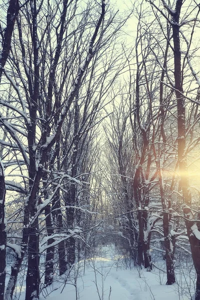 Paisagem Inverno Floresta Clima Nevado Janeiro Bela Paisagem Floresta Nevada — Fotografia de Stock