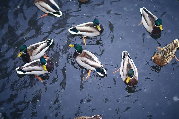 Oiseaux Hivernants Troupeau Oiseaux Lac Hiver Oiseaux Sauvages Sur Lac — Photo