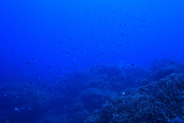 Underwater Scene Coral Reef World Ocean Wildlife Landscape — Stock Photo, Image