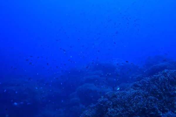 Cena Subaquática Recife Coral Mundo Oceano Paisagem Vida Selvagem — Fotografia de Stock