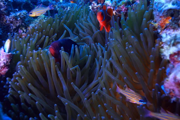 小丑鱼珊瑚礁 宏观水下场景 珊瑚鱼的看法 水下潜水 — 图库照片