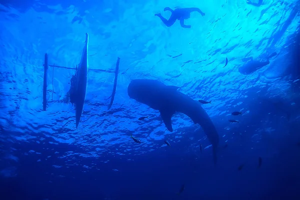 Paisagem Cena Tubarão Baleia Abstrato Subaquático Peixe Grande Mar Aventura — Fotografia de Stock