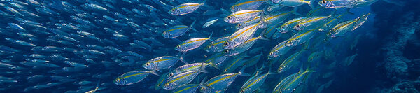 косяк под водой / морской экосистемой, большая рыба на синем фоне, живая абстрактная рыба
