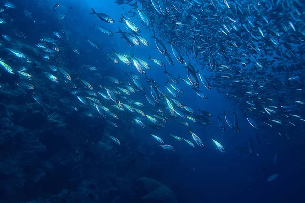 Scad Jamb Sob Ecossistema Água Mar Grande Escola Peixes Fundo — Fotografia de Stock