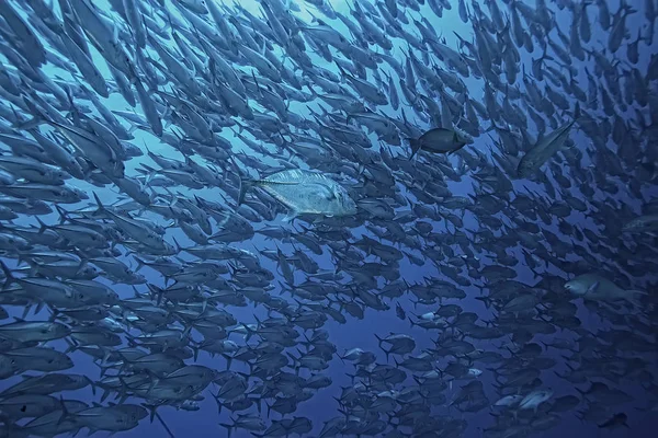 Many Caranx Underwater Large Fish Flock Underwater World Ocean Ecological — Stock Photo, Image