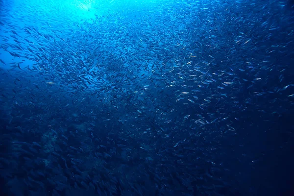 Scad Jamb Sob Ecossistema Água Mar Grande Escola Peixes Fundo — Fotografia de Stock