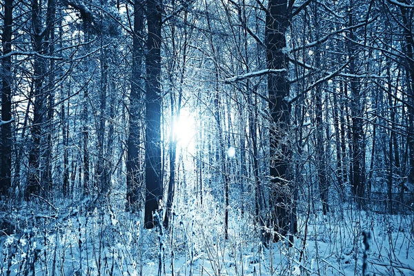 冬天公园 城市风景在冬天天气或风景雪 树在北部城市公园 — 图库照片