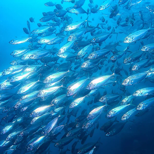 Υποβρύχιος Κόσμος Γαλάζια Άγρια Θάλασσα Παγκόσμιος Ωκεανός Καταπληκτικό Υποβρύχιος — Φωτογραφία Αρχείου