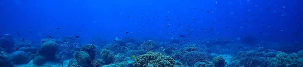 Cena Subaquática Recife Coral Mundo Oceano Paisagem Vida Selvagem — Fotografia de Stock