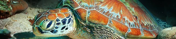 sea turtle underwater / exotic nature sea animal underwater turtle