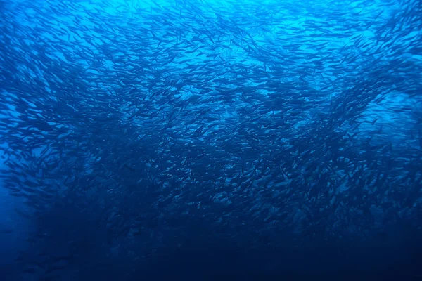 Tengeri Ökoszisztéma Víz Alatti Kilátás Kék Óceán Vad Természet Tengerben — Stock Fotó
