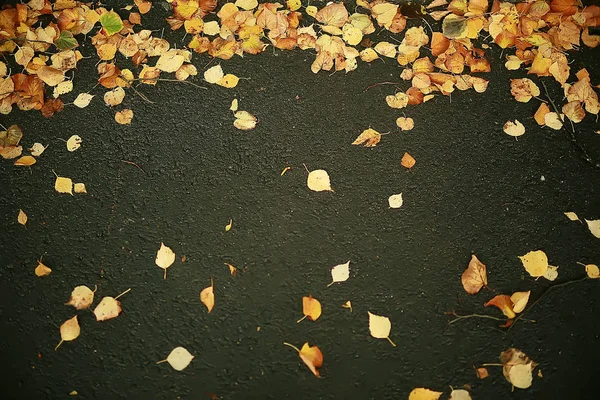 Herbst Nasse Blätter Hintergrund Herbst Hintergrund Gelbe Blätter Fallen Von — Stockfoto