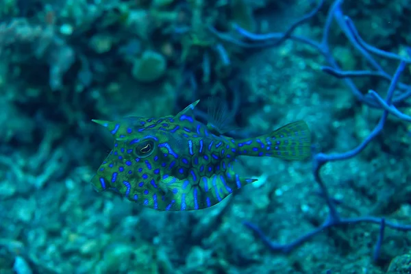 魚牛水中 エキゾチックな小さな魚の水中シーン 海のサンゴ礁 Crani — ストック写真