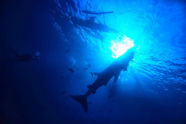 Snorkeling Whale Shark Filipinas Mergulho Com Tubarões Cena Subaquática — Fotografia de Stock