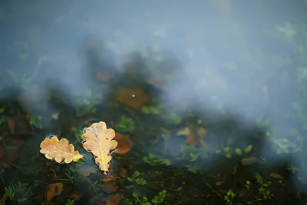 Autunno Foglie Umide Sfondo Autunno Sfondo Foglie Gialle Cadute Dagli — Foto Stock