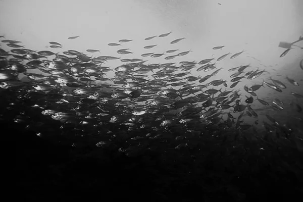 Водой Океан Ландшафт Подводного Мира Сцена Голубой Идиллии Природы — стоковое фото