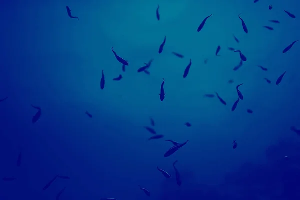 Винтажный Тонинг Коралловых Рифов Необычный Пейзаж Подводная Жизнь Океанская Природа — стоковое фото
