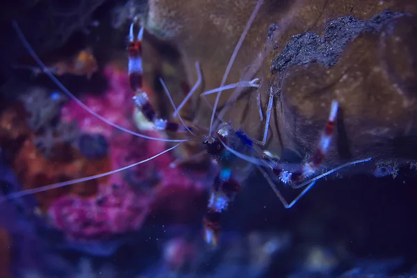 shrimp mantis underwater / underwater scene on a coral reef, tropical sea, unusual creature, macro