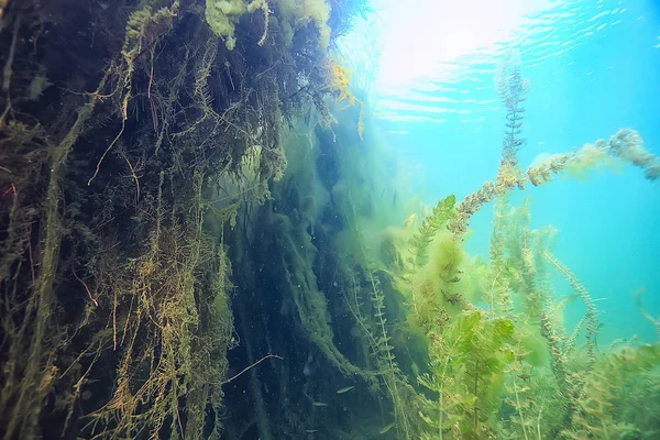 Doğa Ekoloji Göl Sualtı Yeşil Vahşi Dalış — Stok fotoğraf