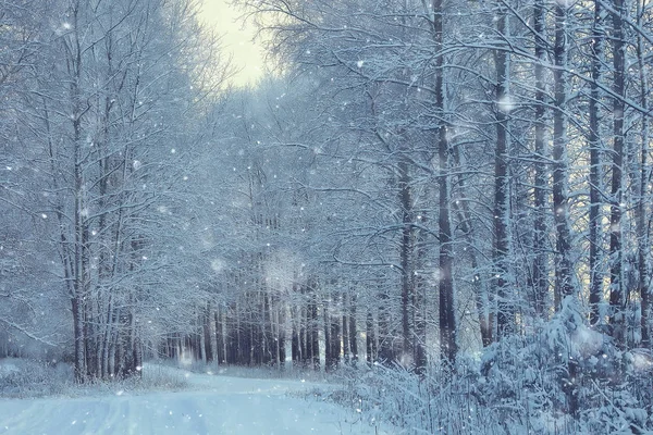 Vinter Landskap Skogen Snöigt Väder Januari Vackra Landskap Den Snöiga — Stockfoto