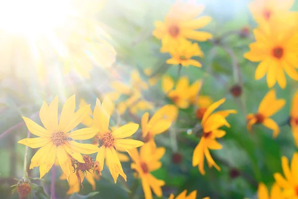 柔らかい春の花の背景 開花枝の美しい絵 — ストック写真