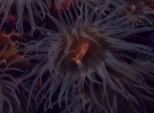 Ecossistema Marinho Vista Subaquática Oceano Azul Natureza Selvagem Mar Fundo — Fotografia de Stock