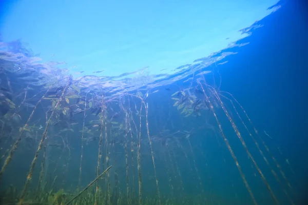 湖の背景水水中抽象 淡水ダイビングの背景自然水中生態系の背景 — ストック写真