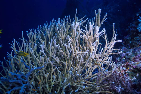 Coral Reef Underwater Lagoon Corals Underwater Landscape Snorkeling Trip — Stock Photo, Image