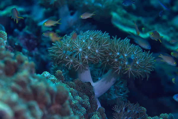 珊瑚礁水下 泻湖与珊瑚 水下景观 浮潜之旅 — 图库照片