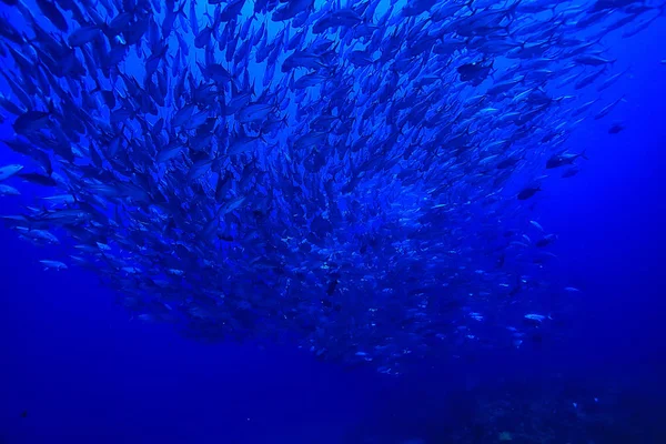 Unterwasserszene Korallenriff Welt Ozean Tierwelt — Stockfoto