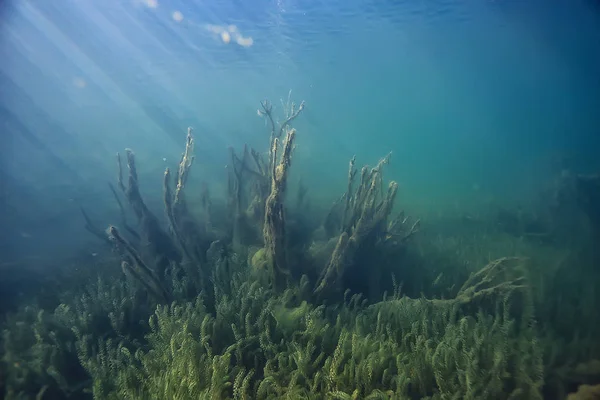 Sole Raggi Fiume Paesaggio Subacqueo Astratto Paesaggio Subacqueo Piante Ecosistema — Foto Stock