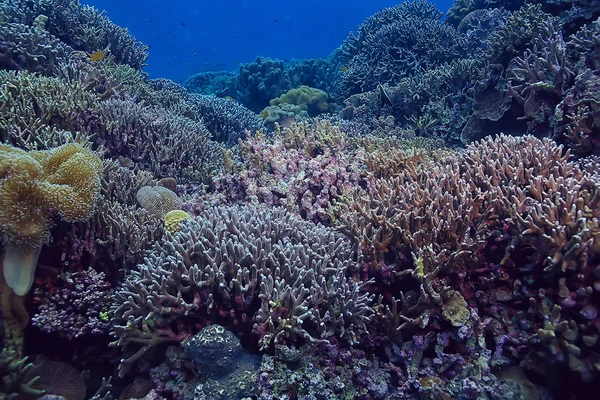 Gorgonian Large Branching Coral Reef Seascape Underwater Life Ocean — Stock fotografie