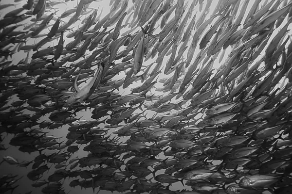 Muitos Caranx Subaquático Grande Rebanho Peixes Mundo Subaquático Oceano Sistema — Fotografia de Stock