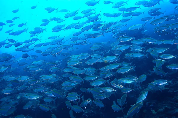 Scad Jamb Water Sea Ecosystem Large School Fish Blue Background — Stock Photo, Image