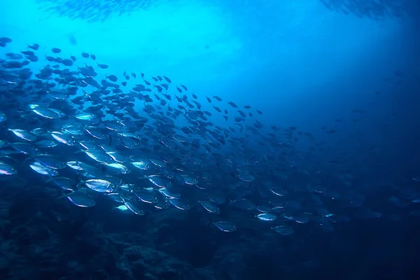 Unterwasserwelt Blaues Meer Weltozean Erstaunliche Unterwasserwelt — Stockfoto