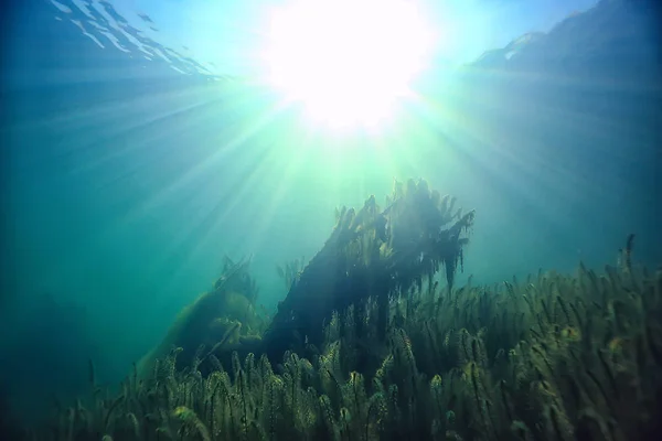 Сонячні Промені Річка Підводний Пейзаж Абстрактні Підводні Ландшафтні Рослини Свіжа — стокове фото