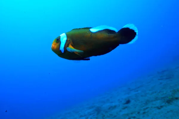 Pagliaccio Barriera Corallina Macroscena Subacquea Vista Del Pesce Corallo Immersioni — Foto Stock