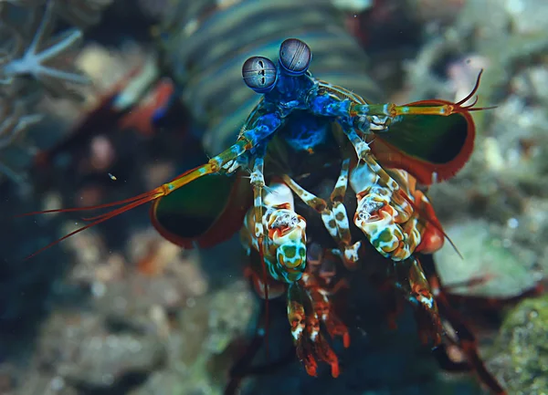 shrimp mantis underwater / underwater scene on a coral reef, tropical sea, unusual creature, macro