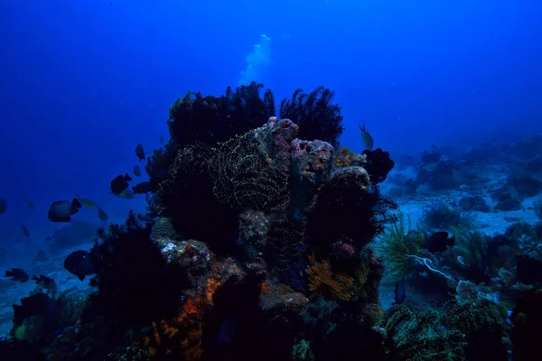 Vida Marinha Esponja Subaquática Recife Coral Cena Subaquática Paisagem Oceânica Imagem De Stock