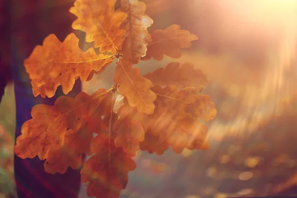 Chute Des Feuilles Automne Feuilles Jaunes Tombées Dans Les Mains — Photo