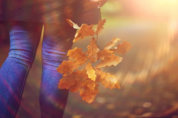 Caída Hojas Otoño Hojas Amarillas Caídas Las Manos Una Sola — Foto de Stock