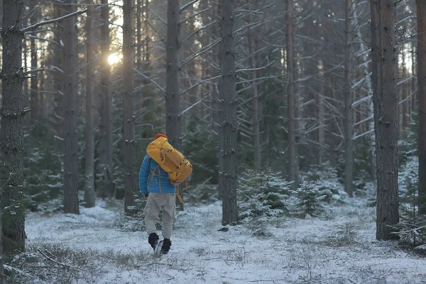 Turistický Výhled Zezadu Muž Batohu Prochází Zimní Les Pohled Odcházející — Stock fotografie