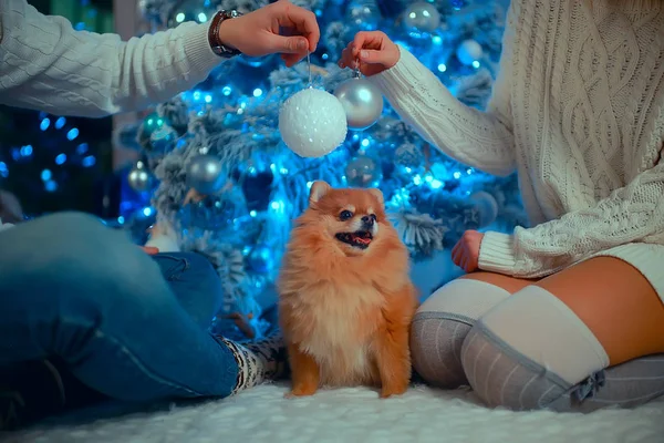 Εραστές Μικρό Σκυλί Πρωτοχρονιάτικο Εσωτερικό Αγόρι Και Κορίτσι Αγκαλιά Χριστούγεννα — Φωτογραφία Αρχείου