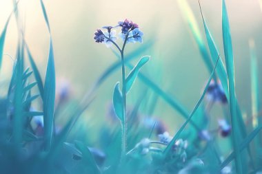 bahar veya yaz çiçekleri arka plan / vintage tonlama doğa manzara çiçekler