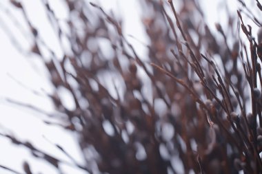 kedi-söğüt söğüt / dalları çiçek, bahar kavramı, Paskalya tatili, arka plan