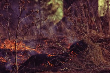 tarlada yangın / kuru ot yangın, yanan saman, eleman, doğa manzara, rüzgar