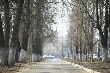 ormanda erken ilkbahar / yapraksız ağaçlar, kar erir, ilkbaharda gri üzgün orman parkı