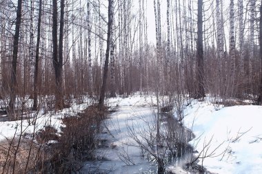 ormanda erken ilkbahar / yapraksız ağaçlar, kar erir, ilkbaharda gri üzgün orman parkı