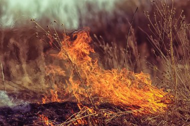 tarlada yangın / kuru ot yangın, yanan saman, eleman, doğa manzara, rüzgar