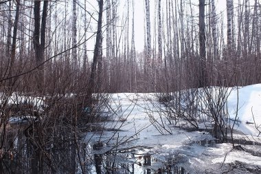 ormanda erken ilkbahar / yapraksız ağaçlar, kar erir, ilkbaharda gri üzgün orman parkı